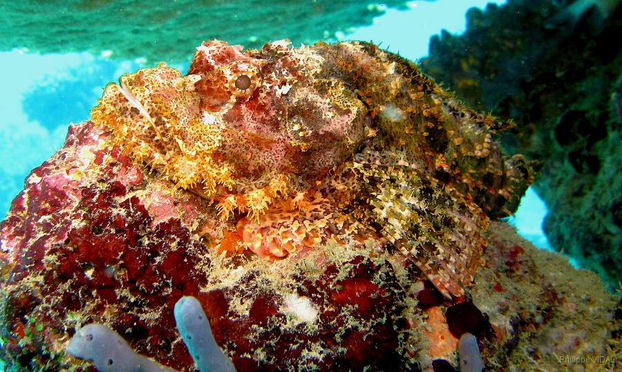 IMG_7727rc2_Maldives_Madoogali_Poisson scorpion a guenilles - Scorpaenopsis venosa.jpg